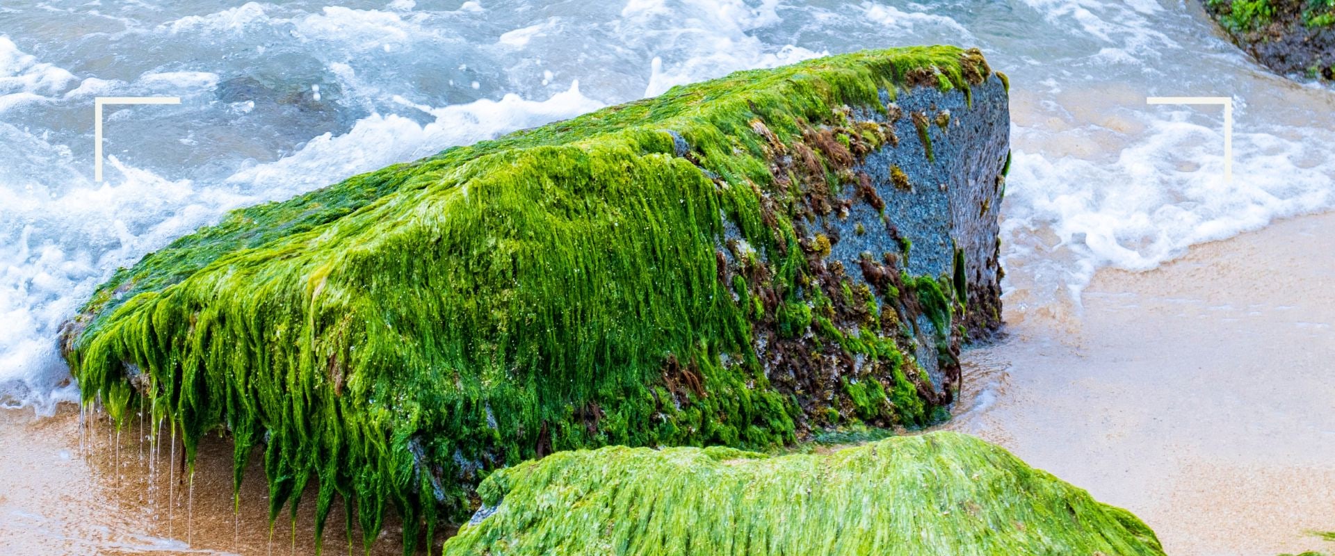 Sea Moss Fiber Content: Exploring Nutritional Benefits