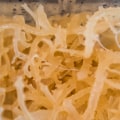 Sea Moss: Protein and Carbohydrate Content Explored