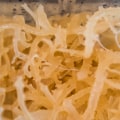 Sea Moss: Protein and Carbohydrate Content Explored