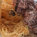 Sea Moss: The Benefits of Polyphenols and Antioxidants