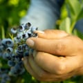 The Power of Antioxidants and Phytonutrients in Organic Gummies