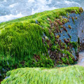 Sea Moss Fiber Content: Exploring Nutritional Benefits