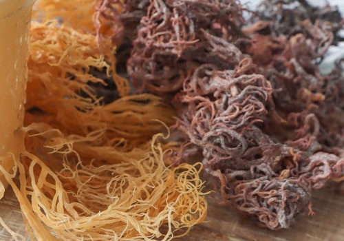 Sea Moss: The Benefits of Polyphenols and Antioxidants